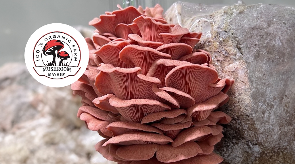 Mushroom Mayhem