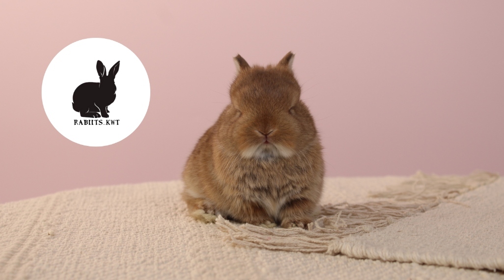 Rabbiits Kwt 