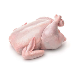 دجاج