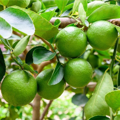Hasawi Lime