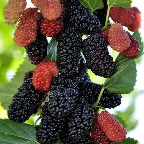Berries