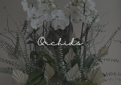 Orchids