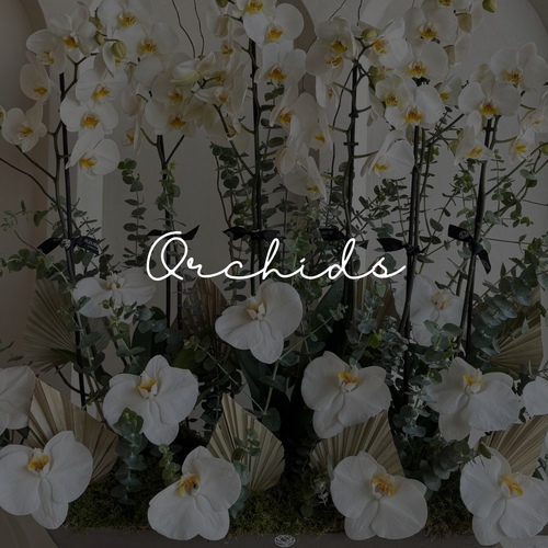 Orchids