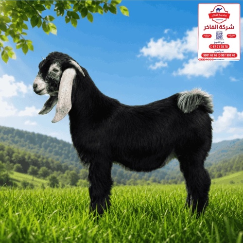 he-goat