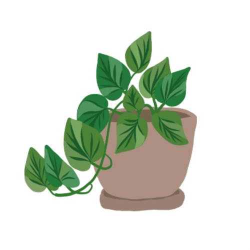 Indoor Plants