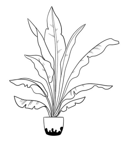 Plants design