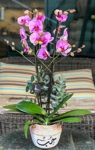 Orchid love - Disclaimer: The colors of the flowers may vary depending on availability