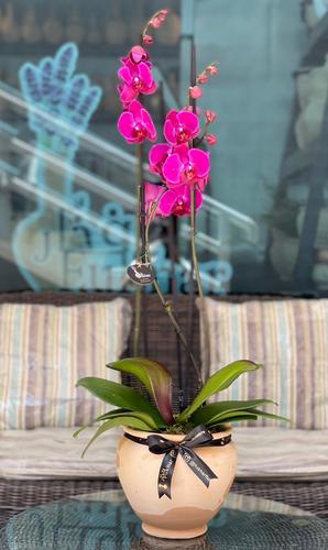 Orchids  Plant - Orchids  Plant 
 Hight : 70  cm Width : 20 cm 
 ** Disclaimer: The colors of the flowers may vary depending on availability