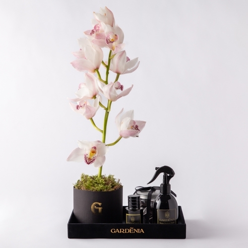 Box 15 - Single cymbidium with 15 chocolate's box 50ml perfume and 250ml home spray