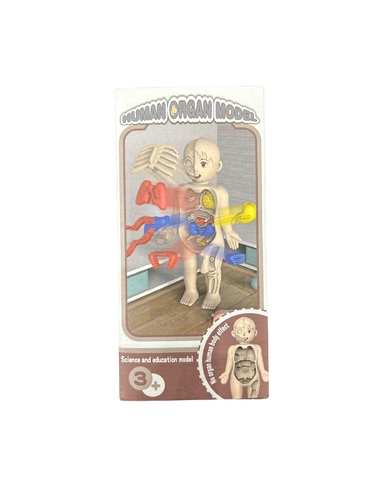 Human body model - Human
body model toy for children, educational scientific toy for children, learning
the parts of the human body, the human body and its parts for learning for boys
and girls  Dimensions:   13 x 7 x 19 cm    







Age
+3