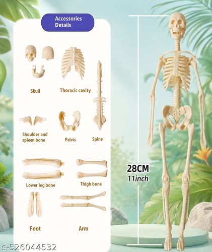 Human Body Model for Kids (Human Body 29 Piece) Student Learning Tool,(Human Body)