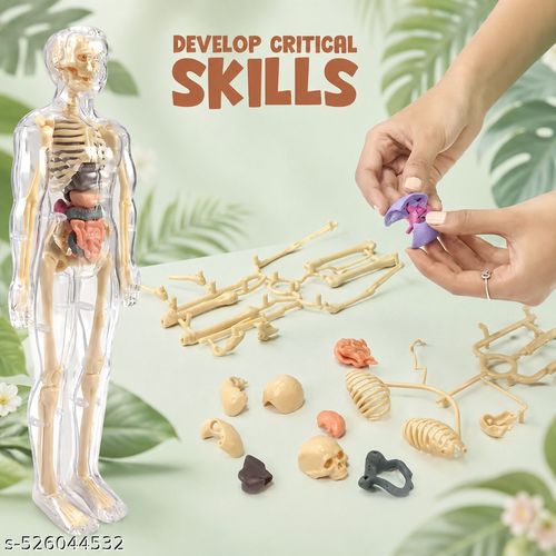 Human Body Model for Kids (Human Body 29 Piece) Student Learning Tool,(Human Body)