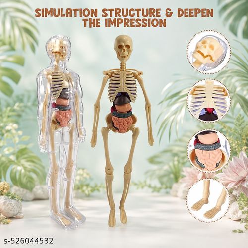 Human Body Model for Kids (Human Body 29 Piece) Student Learning Tool,(Human Body)