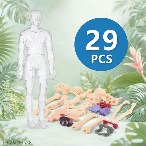 Human Body Model for Kids (Human Body 29 Piece) Student Learning Tool,(Human Body)