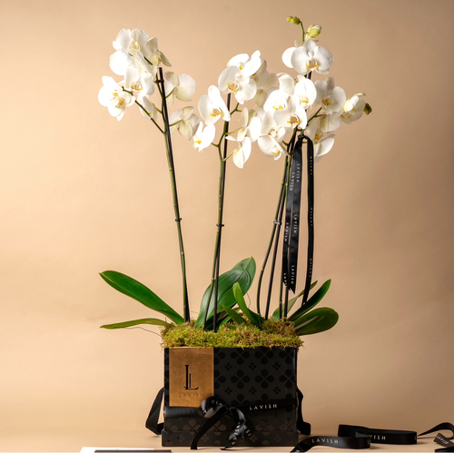 Orchid Masterpiece - Elegant orchid arrangement , crafted with luxury in every detail .