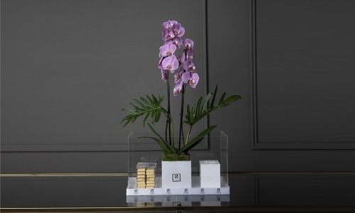 Valer - Orchidia White - A box contains orchid plant and philodendron leaves with mubkhar and Belgian chocolates.
Height: 70 cm, Width: 40 cm