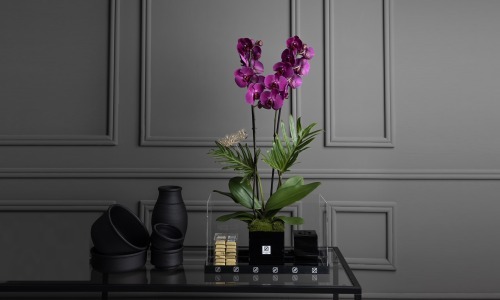 Orchidia Black - A box contains orchid plant and philodendron leaves with mubkhar and Belgian chocolates.
Height: 70 cm, Width: 40 cm