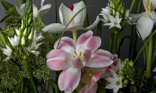Tulip Sense