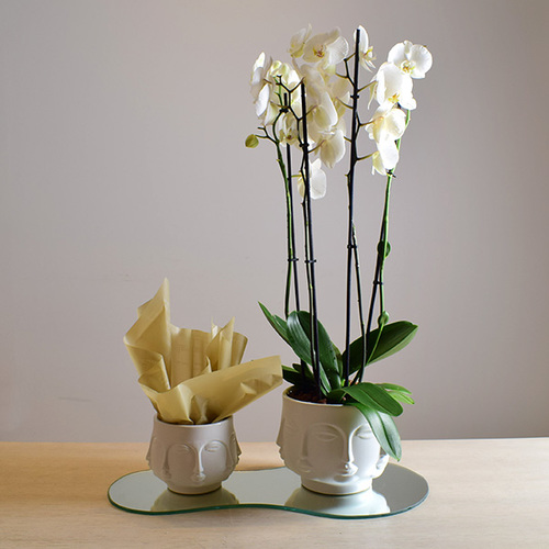 face vase - fresh
  phanaelopsis on a ceramic vase with chocolates on a mirror tray.