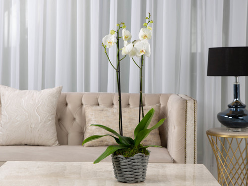 The Garden - The arrangement contains an orchid plant in a basket.
Height:80cm Width: 19 cm