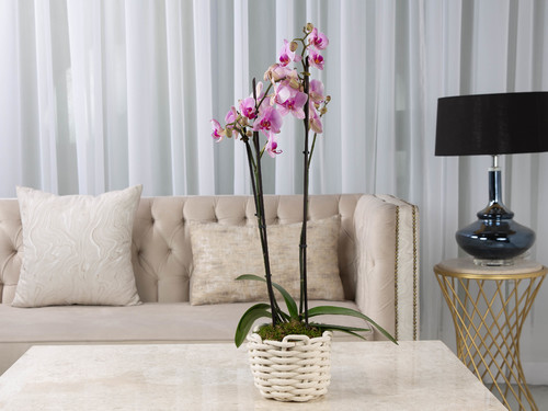 Royal Garden - Nature - The arrangement contains an orchid plant in a basket.
Height:80 cm Width: 19 cm