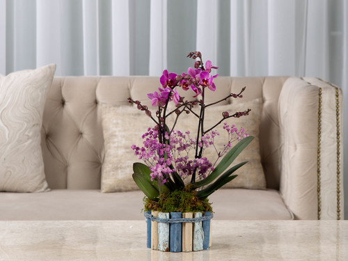 Light - The arrangement contains an orchid plant with gypsophilia in a wooden pot.
Height: 48 cm Width: 16 cm