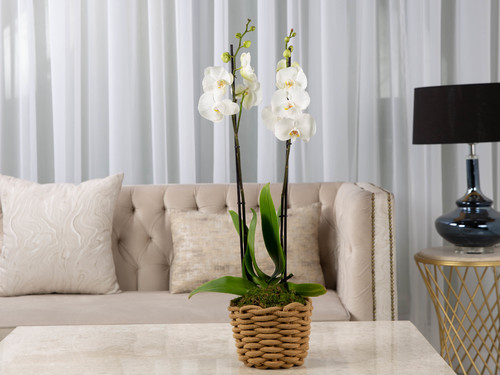 Vendela - The arrangement contains an orchid plant in a basket.
Height:80 cm Width: 19 cm