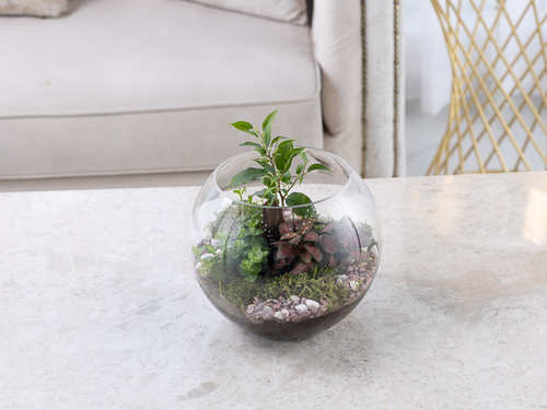 Stony - The arrangement contains a mix of indoor plants
Height: 22 cm, width: 27 cm