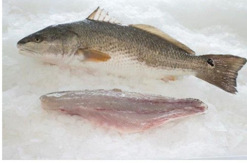 golden bas size 800-1200