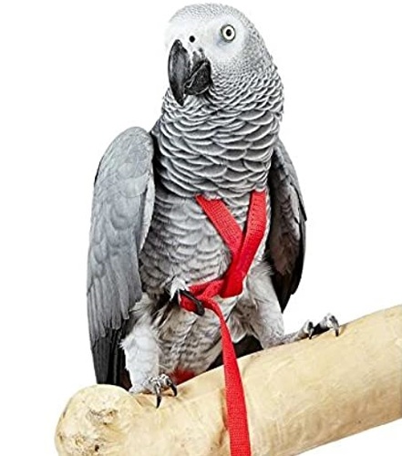 Aviator Bird Harness - The Aviator Harness is a safe, lightweight harness that allows you to safely take your bird outside, without fear of them running away or getting hurt. This means your bird can go outside, exercise, and fly to their heart’s content.