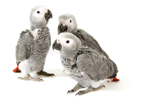 Baby african grey - Kuwaiti Breeds of african grey, healthy and tame. Between 45 days old to 3 months prices started from 160 For more details and photos please Contact us