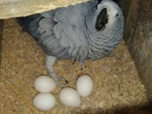 PET SHOP  - Proven African grey pairs - Congo African grey pairs, breeding in Kuwait healthy and in good condition for more details please what's up us