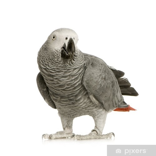 African grey adult male - African grey Adult males ready to breed  for more details please what's up us