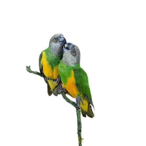 PET SHOP  - Proven Senegal Parrots pairs - Senegal Parrot pairs, breeding in Kuwait healthy and in good condition for more details please what's up us