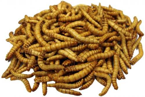 Mealworms - Mealworms are the perfect natural food, eagerly accepted and prized by a variety of wild birds. These farm-raised mealworms are quick-dried to lock in flavor, freshness and nutritional value. Your backyard birds will find more usable food in every bite and flock to your feeders again and again for this delectable treat. They’re great for chickens too!