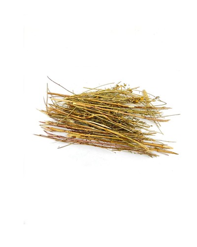 عشبة القديسين