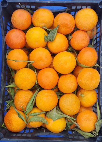 سله برتقال ( يوسفي ) يمني - سله برتقال ( يوسفي ) يمني 5 كيلو تقريبا