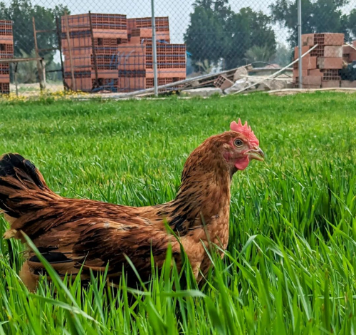 Fresh Red Chicken (French Sasso)