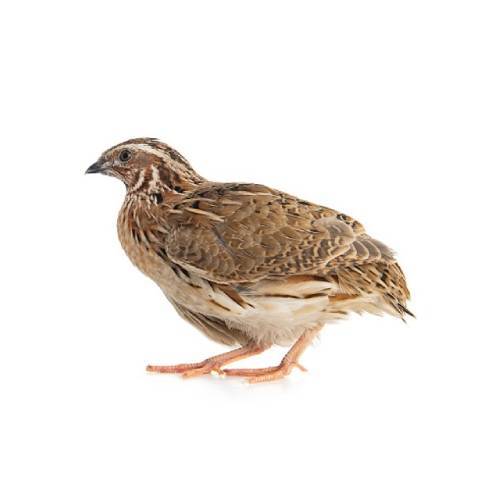 Common Quail - 1 (Frozen) - 120 - 160g