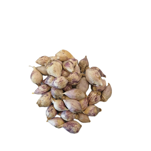 Yemeni male garlic