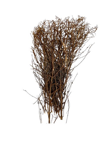 Saints herb - Benefits of Valerian Herb:
Calms nerves and reduces stress
Improves sleep quality and fights insomnia
Relieves muscle pain and spasms
Treats digestive issues
Reduces mild depression symptoms
☕️ How to Use:
1 teaspoon of dried valerian root
1 cup of boiling water
Steep the herb in water for 10–15 minutes
Strain and drink the tea warm
Drink once or twice daily