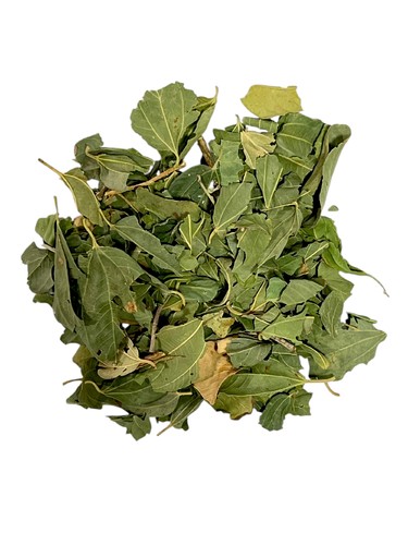 ورق السدر