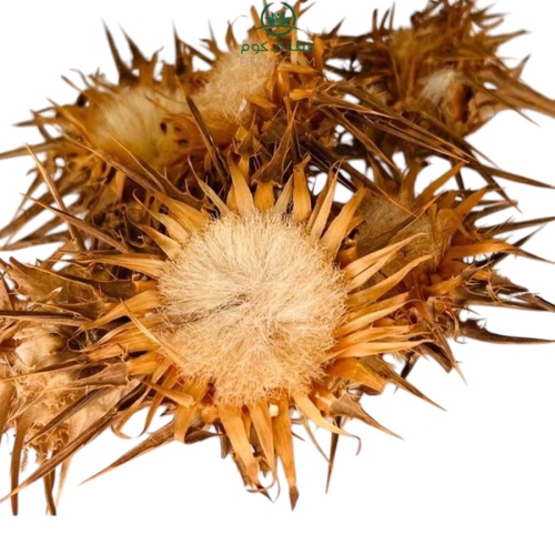 زهرة حليب الشوك