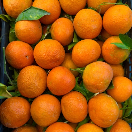 يوسفي يمني 5 كيلو