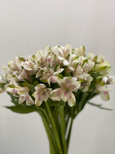 alastromeria white - 10 اغصان