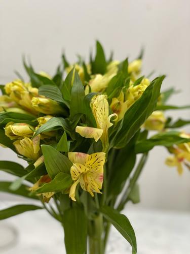 alastromeria yellow - 10 pcs