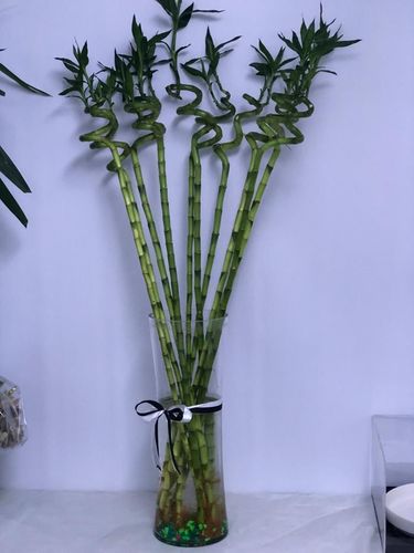 Big Bamboo 10 pcs  with vase - 10pcs bamboo with vase