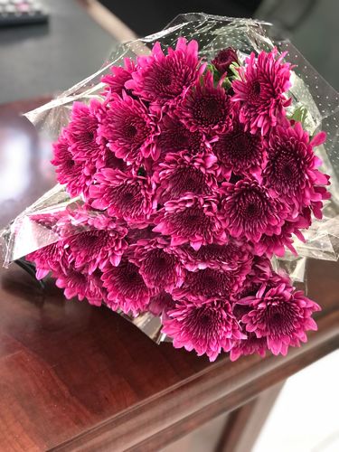 Chrysanthemum purple - Chrysanthemum purple 10 pieces