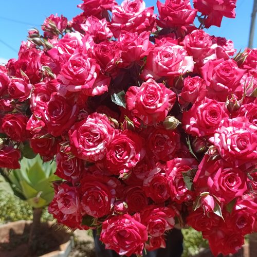 baby rose double color - 10 stems