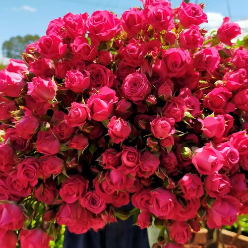 BABY ROSE FUSHIA BUNCH